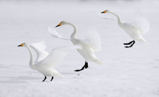 Обои картинки фото животные, лебеди, кликуны, белые, снег