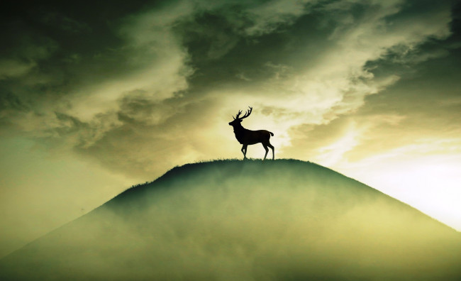 Обои картинки фото животные, олени, силуэт, олень, небо, облака, туман, гора