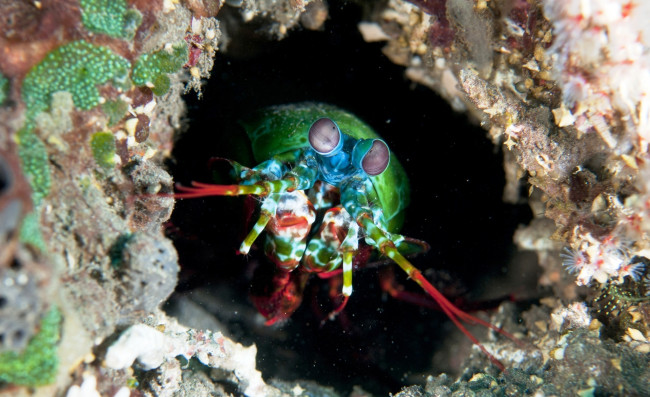 Обои картинки фото морской рак-богомол, животные, морская фауна, дно, актинии, вода, пещера, скала, рак
