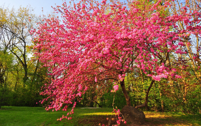 Обои картинки фото цветы, цветущие деревья ,  кустарники, дерево