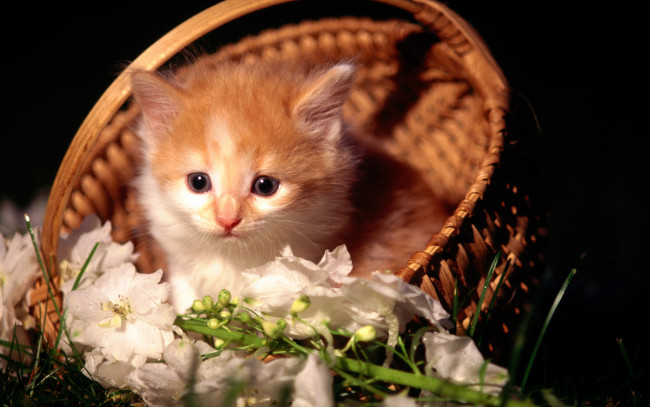 Обои картинки фото животные, коты, котенок, рыжий, корзина, цветы