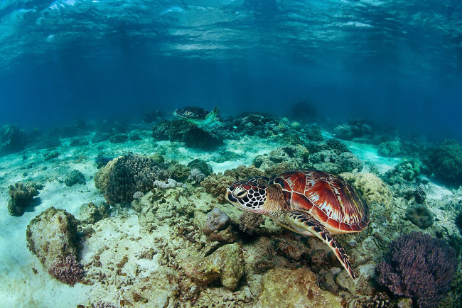 Обои картинки фото животные, Черепахи, море, черепаха, риф