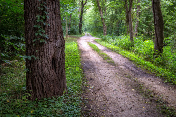 Картинка природа дороги лес деревья дорога
