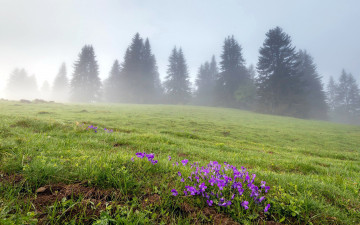 обоя природа, луга, туман, луг, цветы