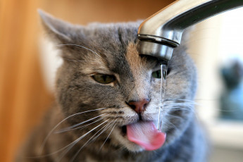 Картинка животные коты кот кошка язык кран вода