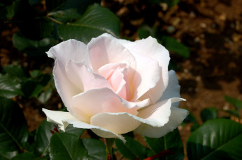 Картинка цветы розы нежность бледно-розовый
