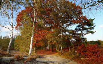 обоя природа, дороги, деревья, осень