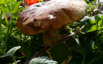 Картинка природа грибы огромный