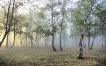 Картинка природа лес роща туман берёзы
