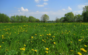 Картинка природа луга трава одуванчики