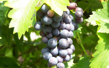 Картинка природа Ягоды виноград