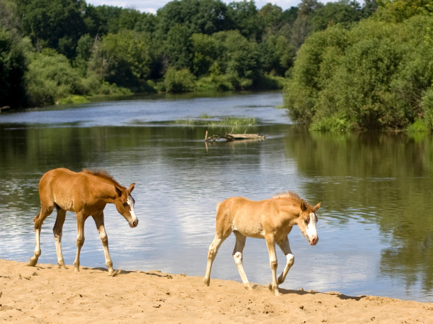 Обои картинки фото животные, лошади, конь, лошадь, жеребёнок, река