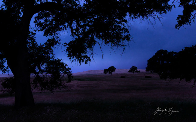 Обои картинки фото природа, деревья, вечер, тучи