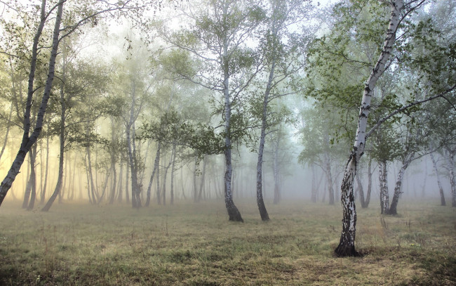 Обои картинки фото природа, лес, роща, туман, берёзы