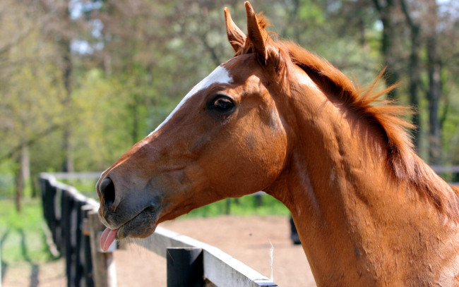 Обои картинки фото животные, лошади, язык, лошадь, конь