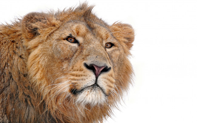 Обои картинки фото животные, львы, лев, морда, взгляд, белый, фон