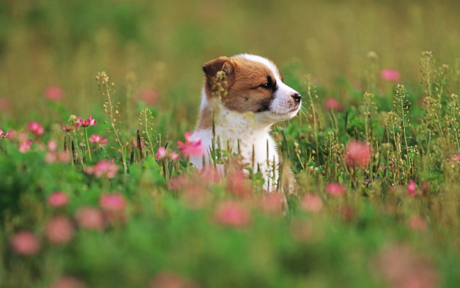 Обои картинки фото животные, собаки, щенок, собака, цветы