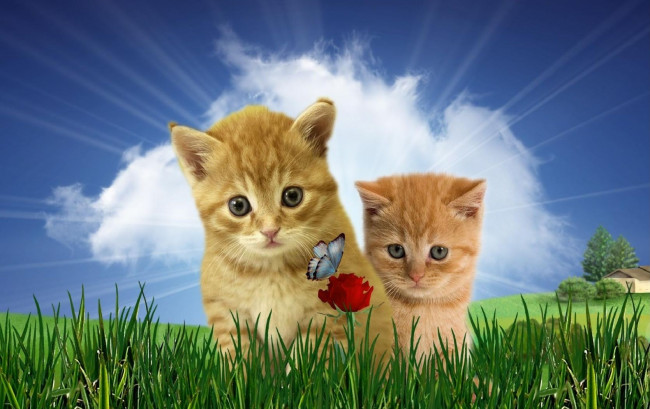 Обои картинки фото разное, компьютерный, дизайн, кот, кошка, котёнок, цветок, бабочка, трава