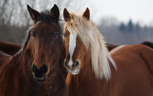 Обои картинки фото животные, лошади, лошадь, конь