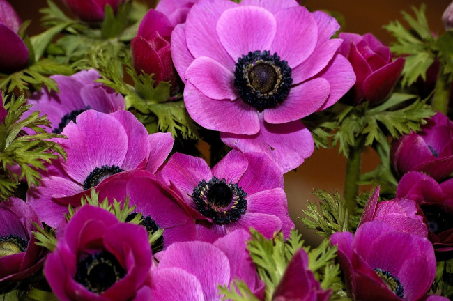 Обои картинки фото цветы, анемоны, адонисы, розовый, яркий