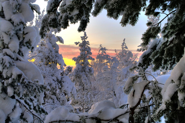 Обои картинки фото природа, зима, деревья, снег, закат, ветки
