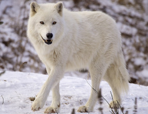 Картинка животные волки снег белый красавец