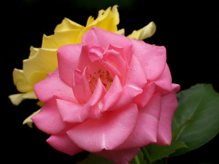 Картинка цветы розы лепестки капли нежность