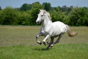 Картинка животные лошади красавец бег белый