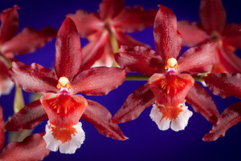 Картинка цветы орхидеи красный экзотика