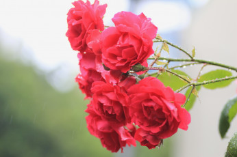 Картинка цветы розы красный ветка
