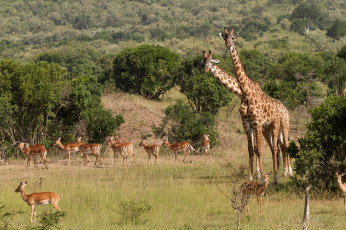 обоя животные, разные, вместе, жирафы, антилопы