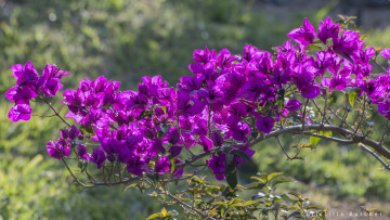 Картинка цветы бугенвиллея ветка малиновый