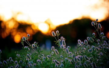 Картинка цветы луговые полевые закат блики