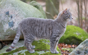 Картинка животные коты мох камни стоит серая кошка