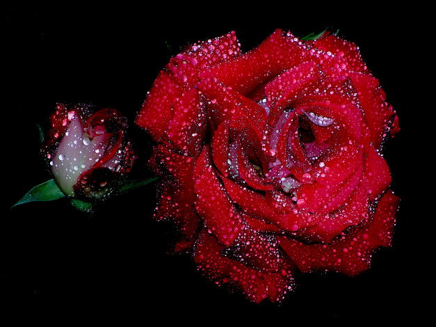 Обои картинки фото цветы, розы, капли, бутон
