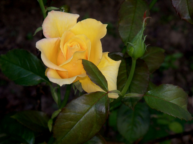 Обои картинки фото цветы, розы, жёлтая, роза, бутон, листья