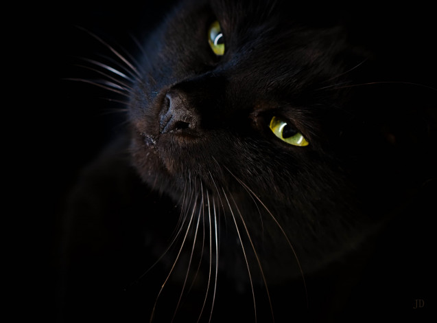 Обои картинки фото животные, коты, глаза, черный