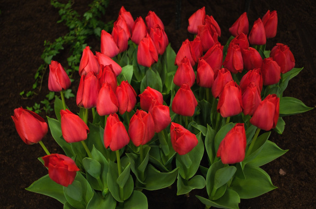 Обои картинки фото цветы, тюльпаны, много, красный
