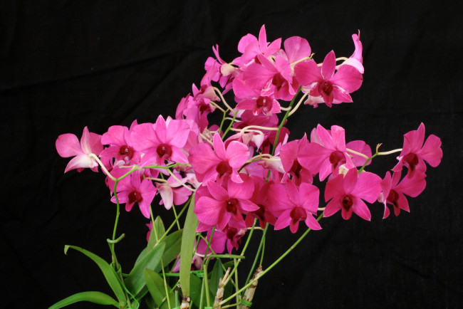 Обои картинки фото цветы, орхидеи, орх