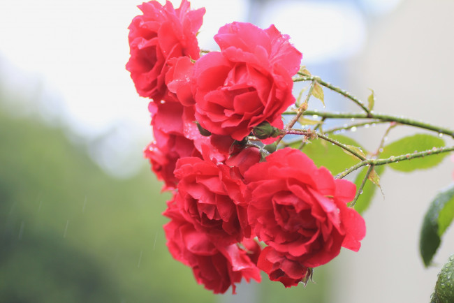 Обои картинки фото цветы, розы, красный, ветка