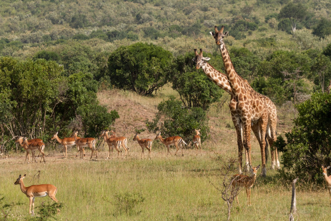 Обои картинки фото животные, разные, вместе, жирафы, антилопы
