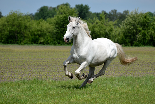 Обои картинки фото животные, лошади, красавец, бег, белый