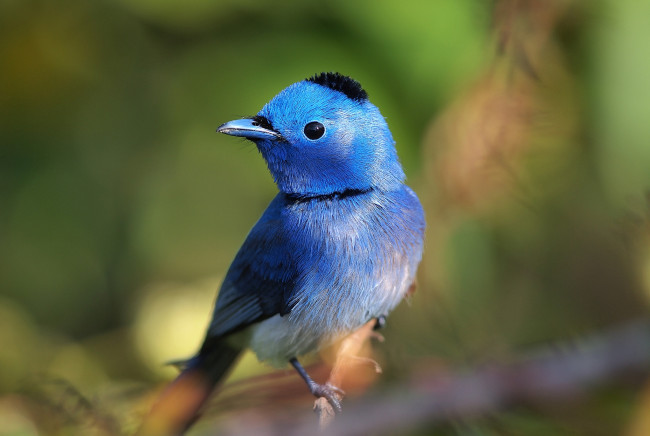 Обои картинки фото животные, птицы, шапочка, синий