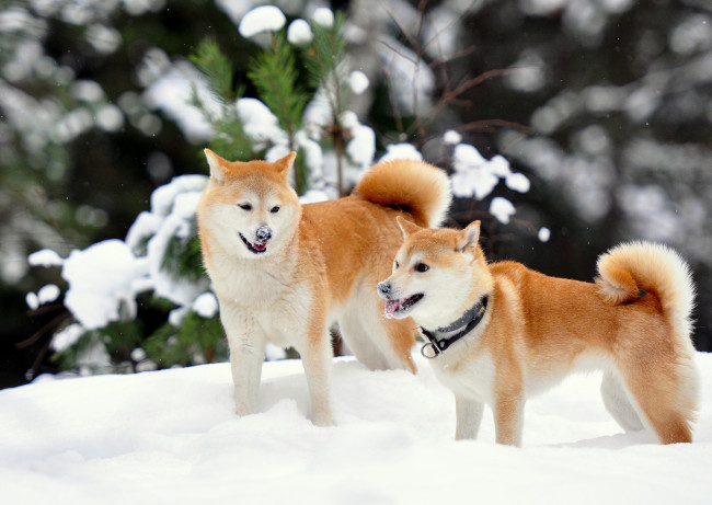 Обои картинки фото животные, собаки, сиба-ину, зима, снег