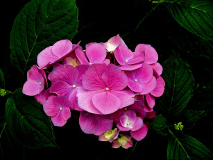 Картинка цветы гортензия розовая