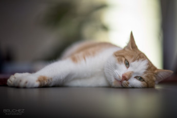 Картинка животные коты кошка морда лапы лежит отдых