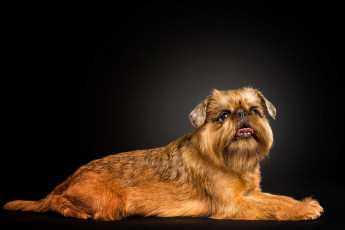 Картинка животные собаки бельгийский гриффон собака рыжий