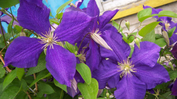 Картинка цветы клематис+ ломонос клематис лепестки фиолетовые