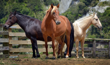 Картинка животные лошади лошадки три