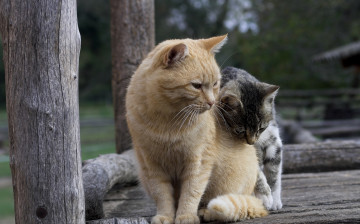 Картинка животные коты котики друзья двое